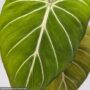 Philodendron – Prismacolor™ Gloriosum – 4″ Pot